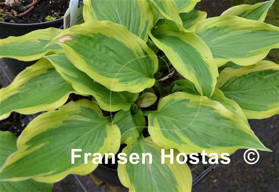 Hosta Jubilee